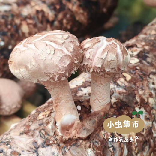 生态鲜香菇（花菇）3斤 | 合作农友生产，产自福建福州，生产者：佳美农场 *【公平贸易农人定价】 商品图6