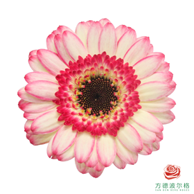 非洲菊 欢乐时光 XS 10枝一扎