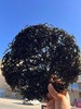 东山头水紫菜 头茬嫩芽 尝鲜正当时 自然晾晒锁住本味 无沙免洗 煮汤鲜香四溢，巨好吃！！ 商品缩略图2