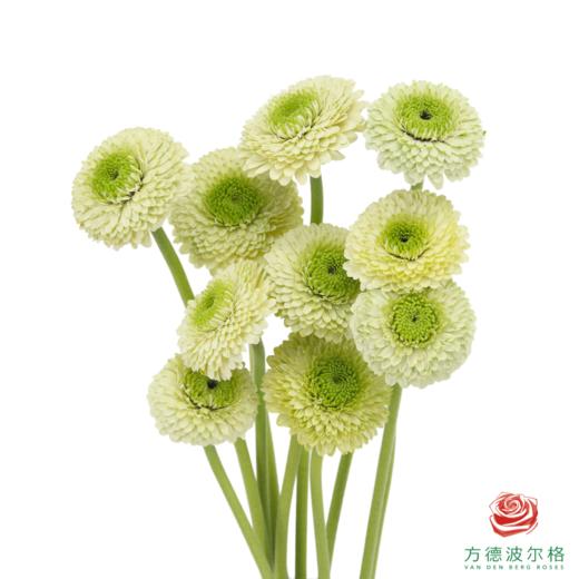 重瓣非洲菊 都灵 10枝一扎 商品图1