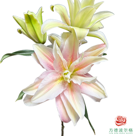 重瓣百合-莎米拉