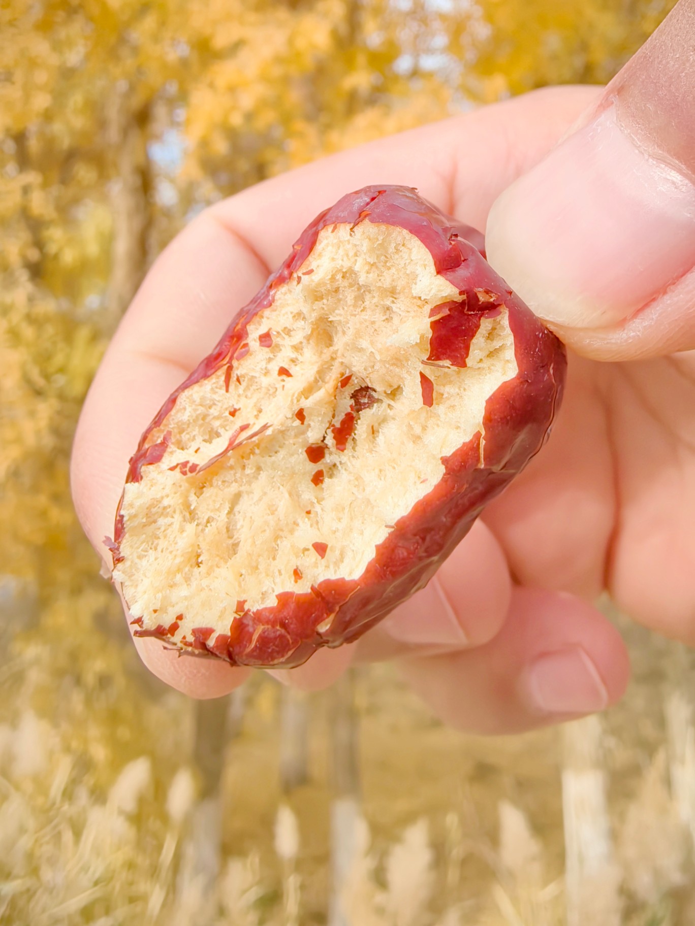 新疆果干 0添加  不添加防腐剂  葡萄干/苹果干/乌梅干/吊干杏/红枣/马牙瓜子/开口杏