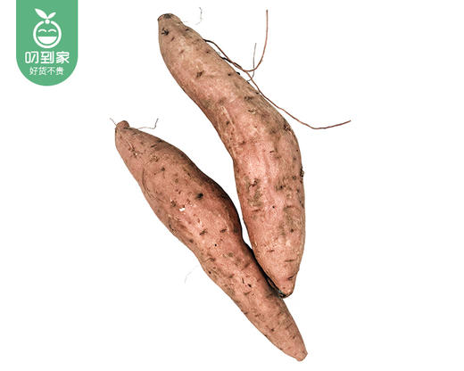 芸岭鲜生云南有机哈密冰糖薯/1份（约500g） 商品图5