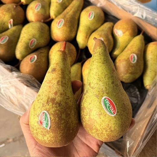 (放软食用) 比利时啤梨~放软以后，梨肉绵软细腻，入口逐渐融化，极易化渣，汁水清润、甜而不腻！宝宝最棒辅食，核小到几乎无核哦！ 商品图0