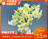 『落神香妃』水仙花枝/1束（约50支） 商品缩略图0