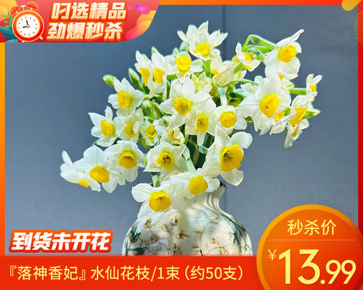 『落神香妃』水仙花枝/1束（约50支） 商品图0