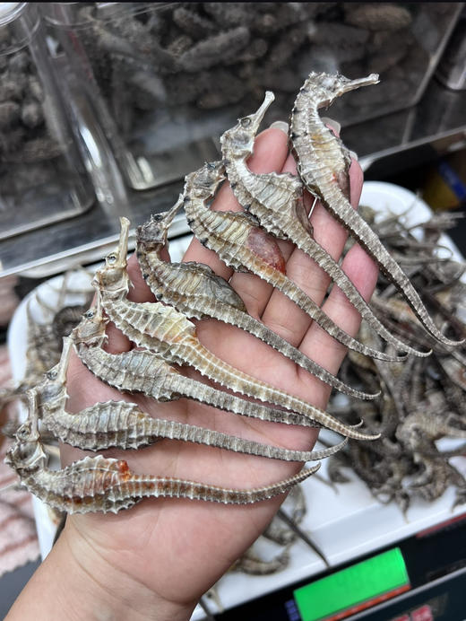 & 海马干被誉为“深海之宝”[强]强身健体、滋肾补🐏等...适合各种炖料～大补 商品图6