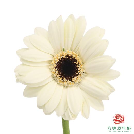 非洲菊 提米  XS 10枝一扎 商品图0