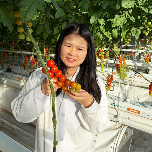 北京本地 番茄惊喜盒 多色混合装 汁水丰沛 酸甜可口 尝鲜必备 400g 商品图1