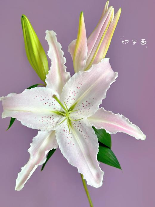 【切尔西香水百合】2头5支10朵/份 商品图4