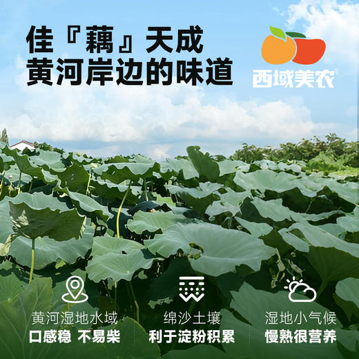 西域美农  陕西合阳九眼莲菜  一藕多吃！凉拌清脆爽口，煲汤粉糯香甜！ 4斤 顺丰发货 商品图9