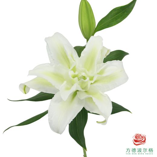 重瓣百合-白色 5枝一扎 商品图1