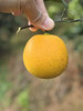 【9️⃣斤只需39.9🔥麻阳冰糖橙】每年必抢，一口爆汁，个头不大，但“浓缩的都是精华”超有料，一口爆甜。天然种植，不打甜蜜素、不催熟、不打蜡～ 商品缩略图8