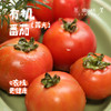 【预售，排单发货】露天有机小番茄/露天有机草莓番茄（基地直发－顺丰包邮）| 多种规格，来自云南丽江华坪，生产者：庄代康【合作生产，公平贸易】 商品缩略图0