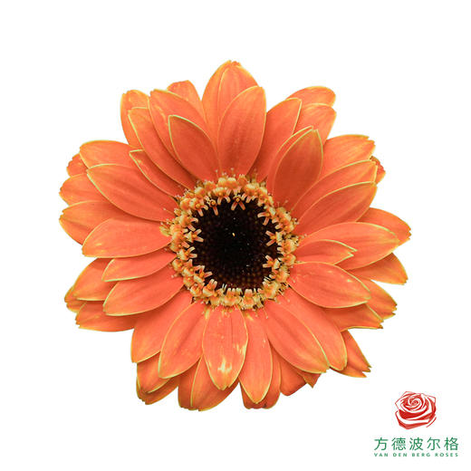 非洲菊 乔巴  XXXS 10枝一扎 商品图0