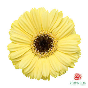 非洲菊 瑞吉儿  XS 10枝一扎