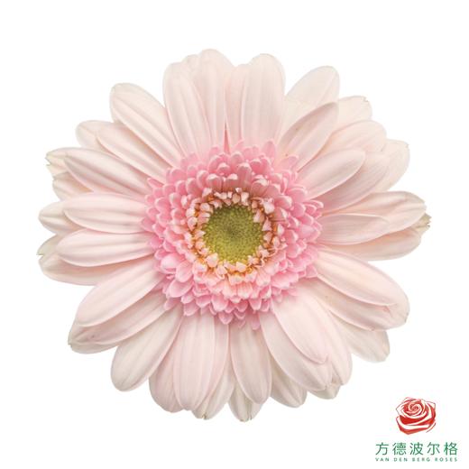 非洲菊 华沙 XS 10枝一扎 商品图0