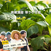 生态菜心（一件包邮）| 绿家自产* Eco-vegetables group-buy | Self-production 商品缩略图0
