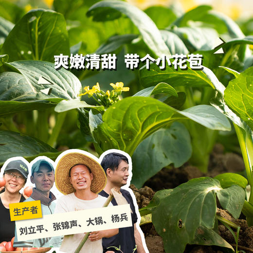 生态菜心（一件包邮）| 绿家自产* Eco-vegetables group-buy | Self-production 商品图0