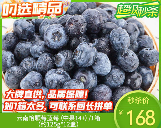 云南怡颗莓蓝莓（中果14+）/1箱（约125g*12盒） 商品图0