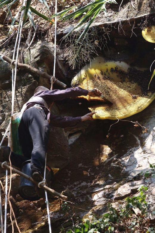 【真正的高原崖蜜】500克，每家必备、市场价格在300元以上， 靠人背马驼的方式从大山里背出来。 商品图1