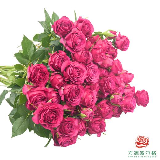 嘉荷多头- 梅兰妮 10枝一扎 商品图0