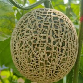 海南牛3蜜瓜   5斤/10斤礼盒装