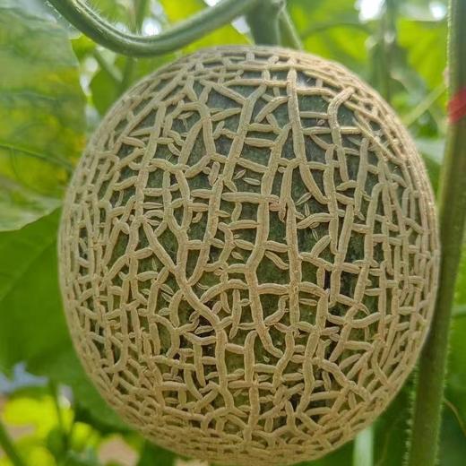 海南牛3蜜瓜   5斤/10斤礼盒装 商品图0