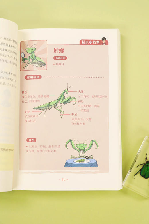混知.昆虫记（漫画助攻版）【混知出品】 商品图4