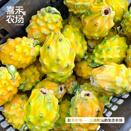 喜禾农场海南燕窝果 2斤装6个 | 清甜可口、口感独特、如“燕窝”般丝滑~ 商品图1