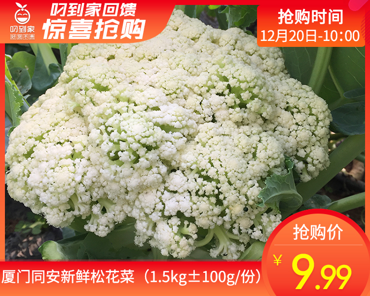 厦门同安新鲜松花菜（1.5kg±100g/份）