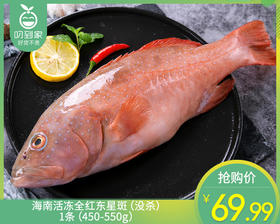 海南活冻全红东星斑（没杀）/1条（450-550g）