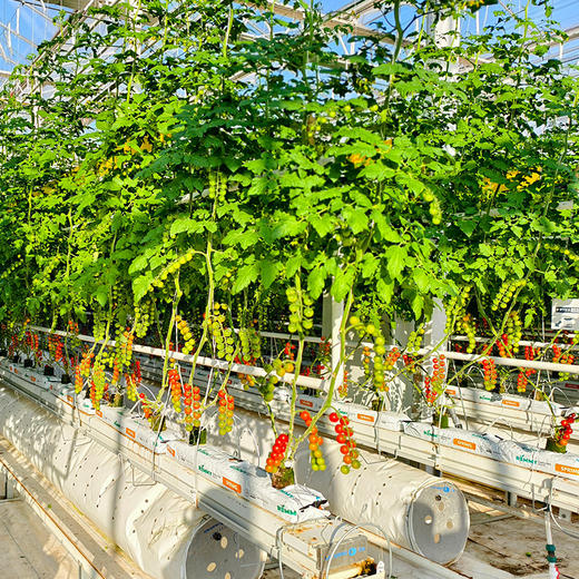 北京本地 番茄惊喜盒 多色混合装 汁水丰沛 酸甜可口 尝鲜必备 400g 商品图4