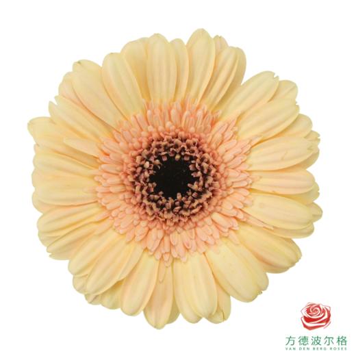 非洲菊 温蒂 XS 10枝一扎 商品图0