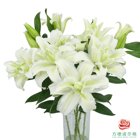 重瓣百合-白色 5枝一扎