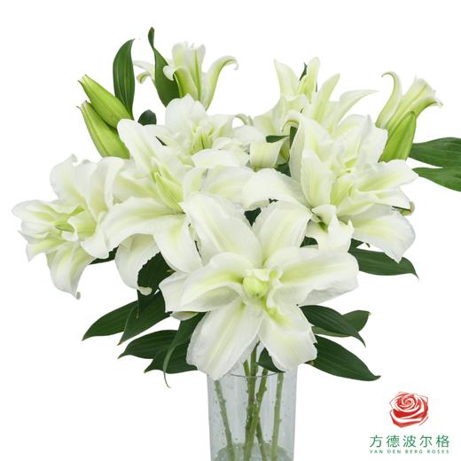重瓣百合-白色 5枝一扎 商品图0