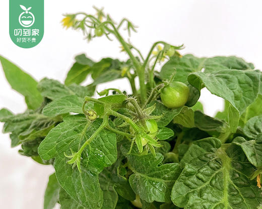 小番茄盆栽（带果）/1盆（塑料盆+底托） 商品图2