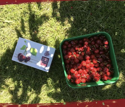 新西兰空运极鲜车厘子！甜度天花板！好吃至极！ 商品图0