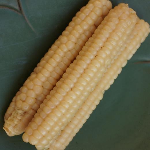 010拇指玉米 云南西双版纳傣族原始老品种 细糯Q弹 老人小孩轻松食用 商品图2