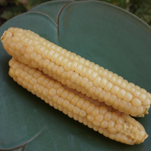 010拇指玉米 云南西双版纳傣族原始老品种 细糯Q弹 老人小孩轻松食用 商品图1