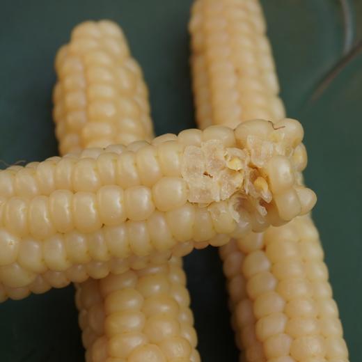 010拇指玉米 云南西双版纳傣族原始老品种 细糯Q弹 老人小孩轻松食用 商品图4