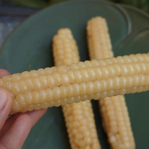 010拇指玉米 云南西双版纳傣族原始老品种 细糯Q弹 老人小孩轻松食用 商品图3