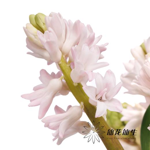 荷兰花材 | 风信子浅粉色 China Pink 商品图0