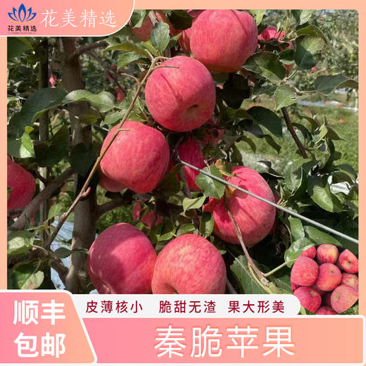 瑞雪苹果，秦脆苹果 快乐和香味加倍，顺丰包邮到家 商品图4