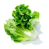 【SF】新鲜生菜 当季现摘生菜 商品缩略图1