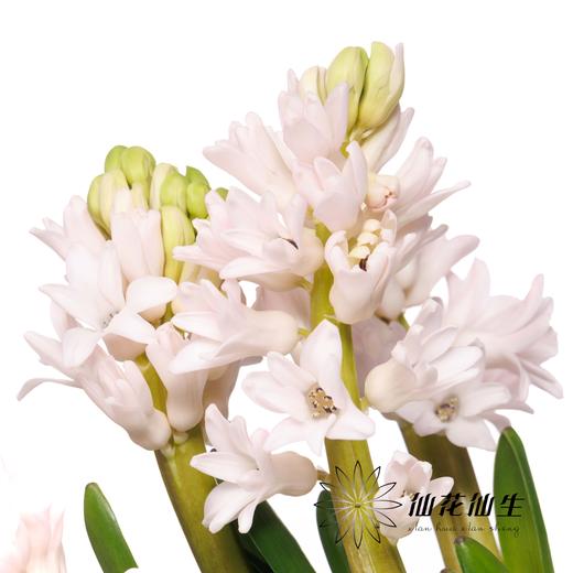荷兰花材 | 风信子浅粉色 China Pink 商品图5