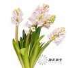 荷兰花材 | 风信子浅粉色 China Pink 商品缩略图6