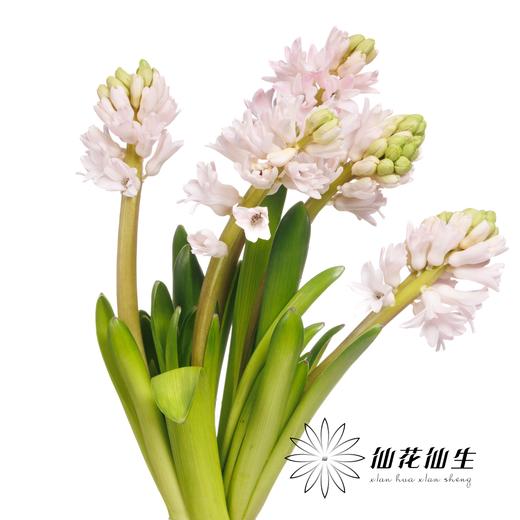 荷兰花材 | 风信子浅粉色 China Pink 商品图6