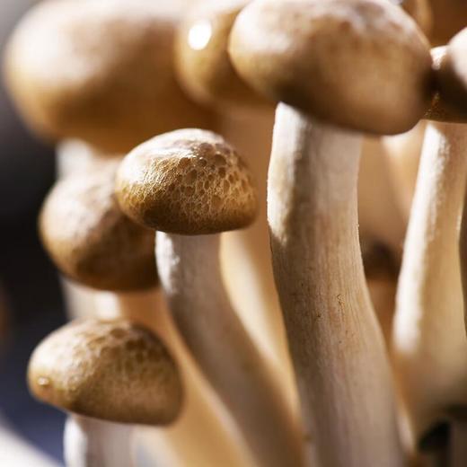 蟹味菇 约115g/份 商品图4