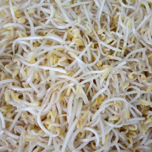 【SF】绿豆芽菜【新鲜直达 清水发泡】 新鲜原生态无添加 商品图2